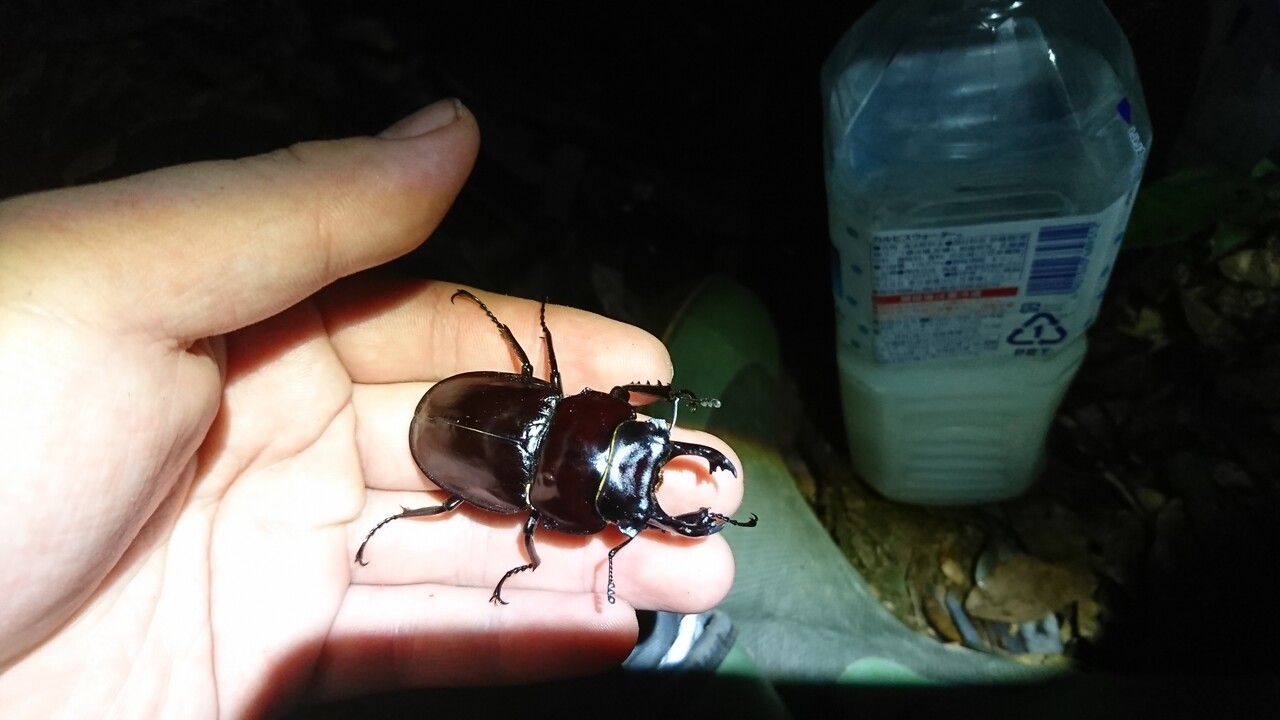 ヤエヤママルバネクワガタの話(2017年) : 寒虫稽古