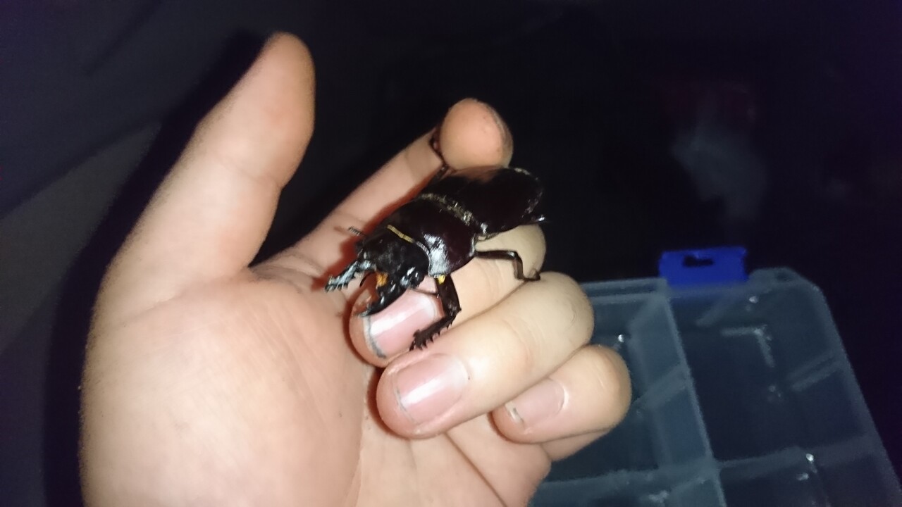 ヤエヤママルバネクワガタ標本スーパー激中歯+特大♀ ヤエヤマ