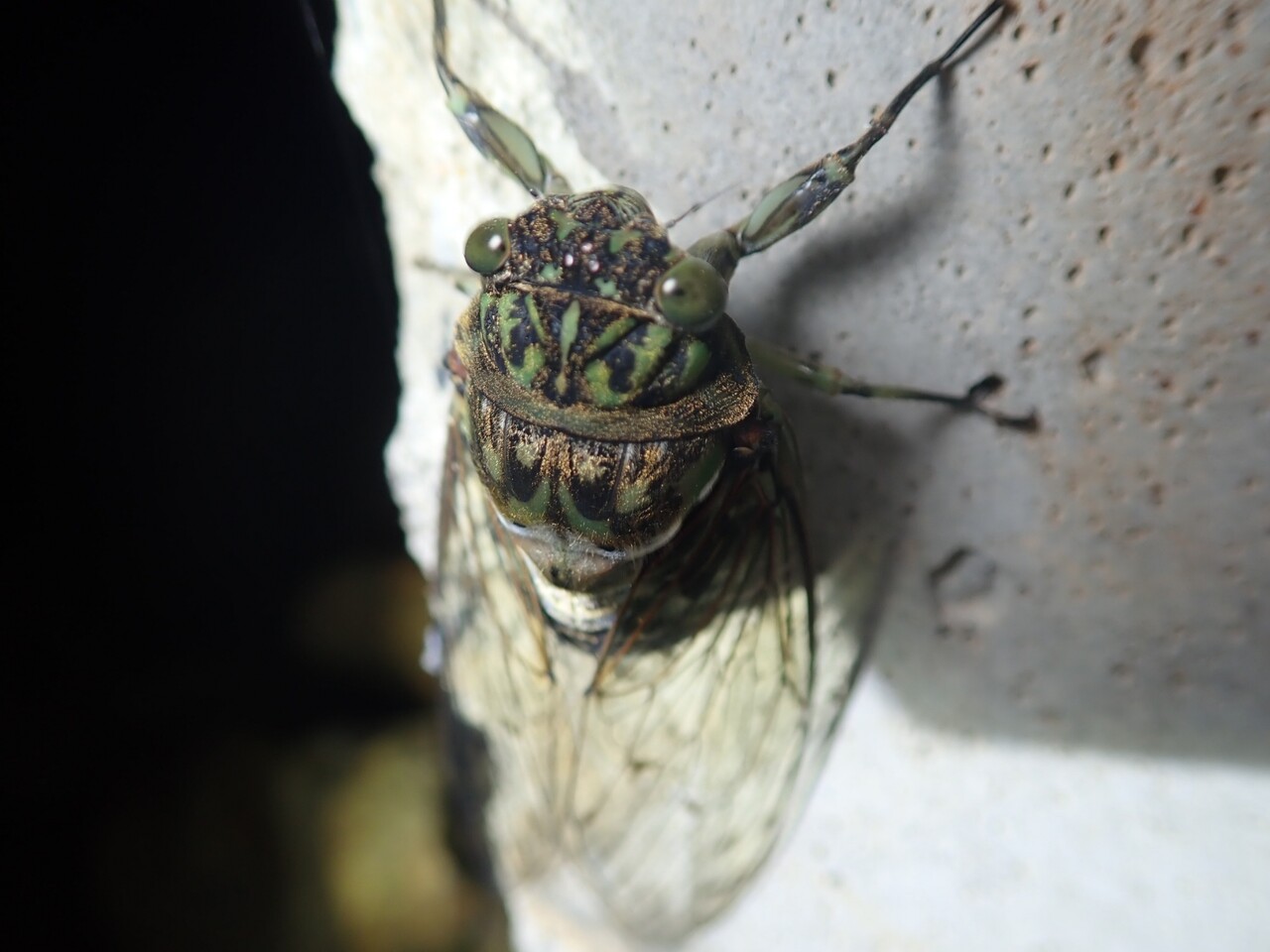 青森のセミについての考察 虫日記 From デススト 青森のセミについての考察 虫日記 From デススト