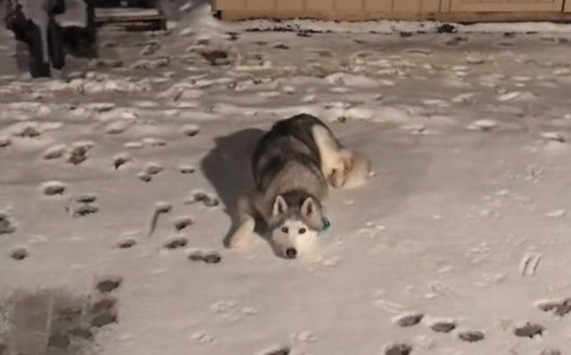 huskynsnow0_e