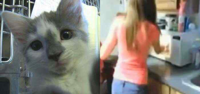 閲覧注意 子猫を電子レンジでチンした女の子2人が動画を公開 動物虐待で逮捕される 満々 閲覧注意 子猫を電子レンジでチンした女の子2人が動画を公開 動物虐待で逮捕される 満々