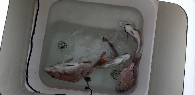 21年初釣りは めで鯛 瀬戸内マダイを求めて In Kagawa