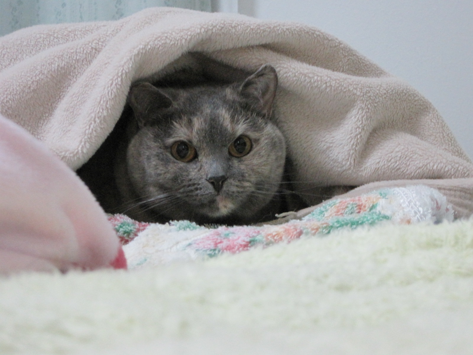 寝袋 猫おでん あり〼