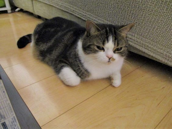 がん太の秘密の場所 猫おでん あり〼 がん太の秘密の場所 猫おでん あり〼