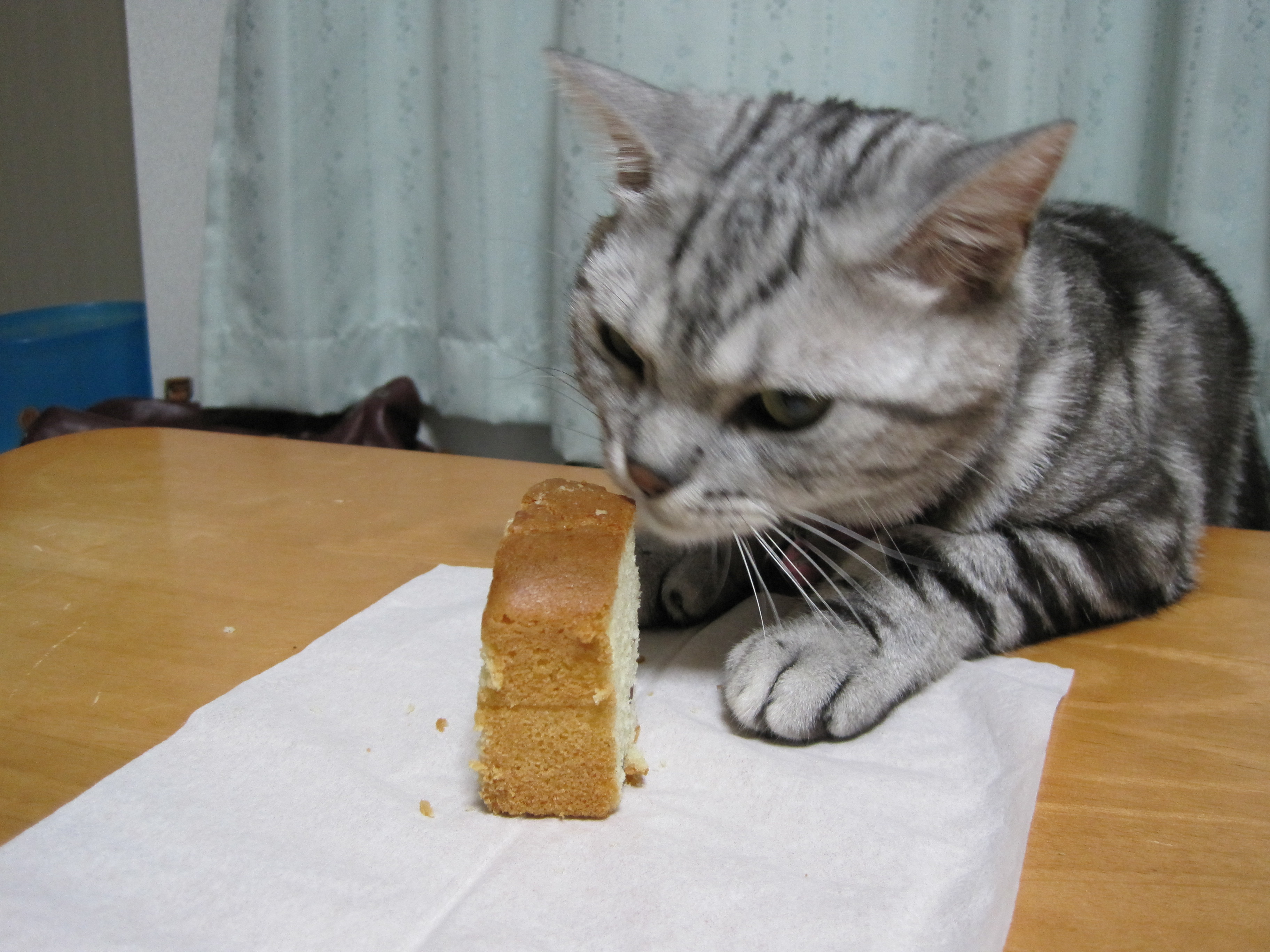 いただきま す 猫おでん あり〼