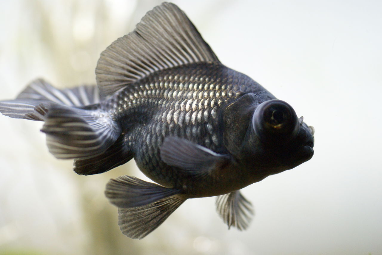 飼育日誌 琉金が踊れば蝶尾も踊る