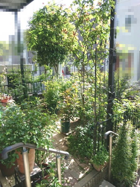 憧れのオベリスク仕立て 薔薇徒然 憧れのオベリスク仕立て 薔薇徒然