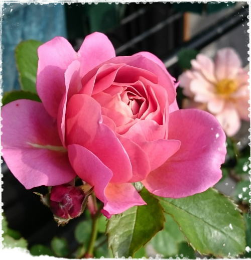 可愛い ひより あおい いおり つる春がすみ 咲いてきたバラたち 薔薇徒然