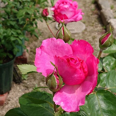 やっと咲いたイブピアッチェ なのにまた雨が降る 薔薇徒然 やっと咲いたイブピアッチェ なのにまた雨が降る 薔薇徒然