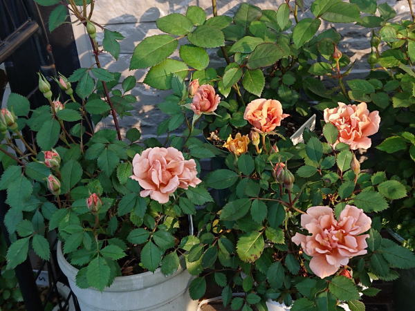 チャーリーブラウン枝変わり 薔薇徒然