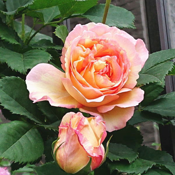 甘い香りのペッシュボンボン 薔薇徒然 甘い香りのペッシュボンボン 薔薇徒然