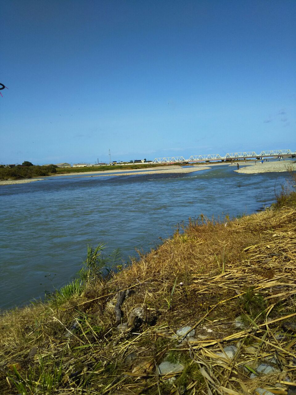 本流 桜鱒 おさかなまつり