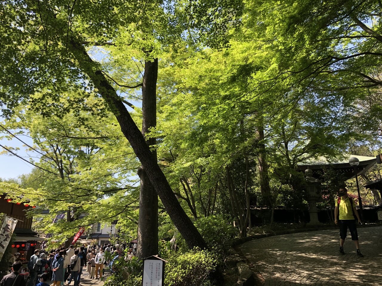 新緑の美しい季節 : Y's Satellite 新宿BLOG