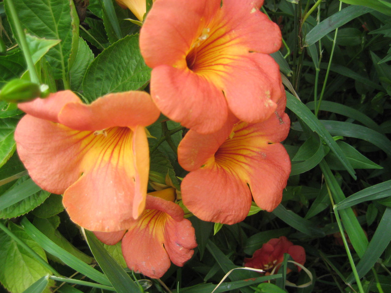 ノウゼンカズラの花 さちの作品