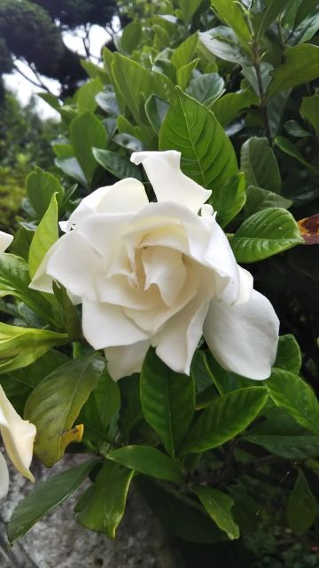 夏に香りで見つかる花 クチナシ さとまる 夏に香りで見つかる花 クチナシ さとまる