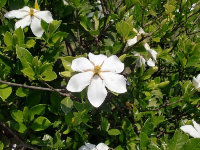 夏に香りで見つかる花 クチナシ さとまる