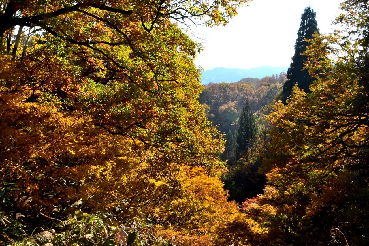 ふるさとの風景・・・棚田の里 : 故郷