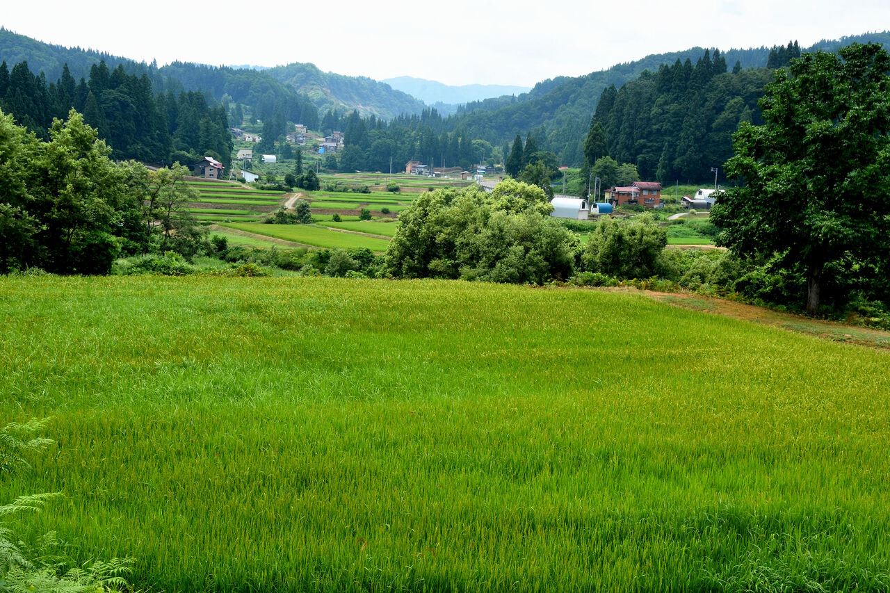 ふるさとの風景・・・棚田の里 : 故郷