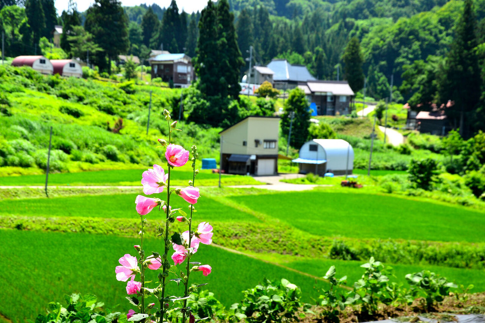 ふるさとの風景・・・棚田の里 : 故郷
