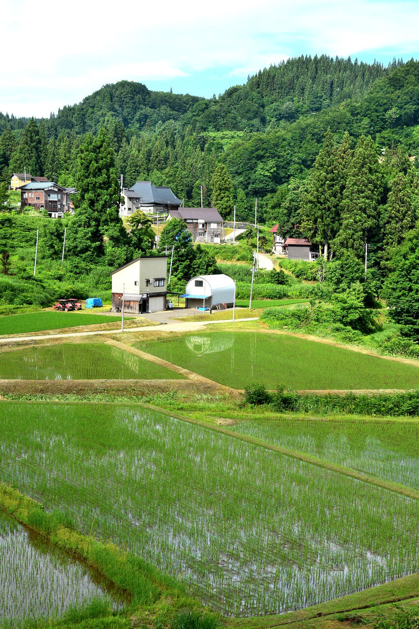 ふるさとの風景・・・棚田の里 : 故郷