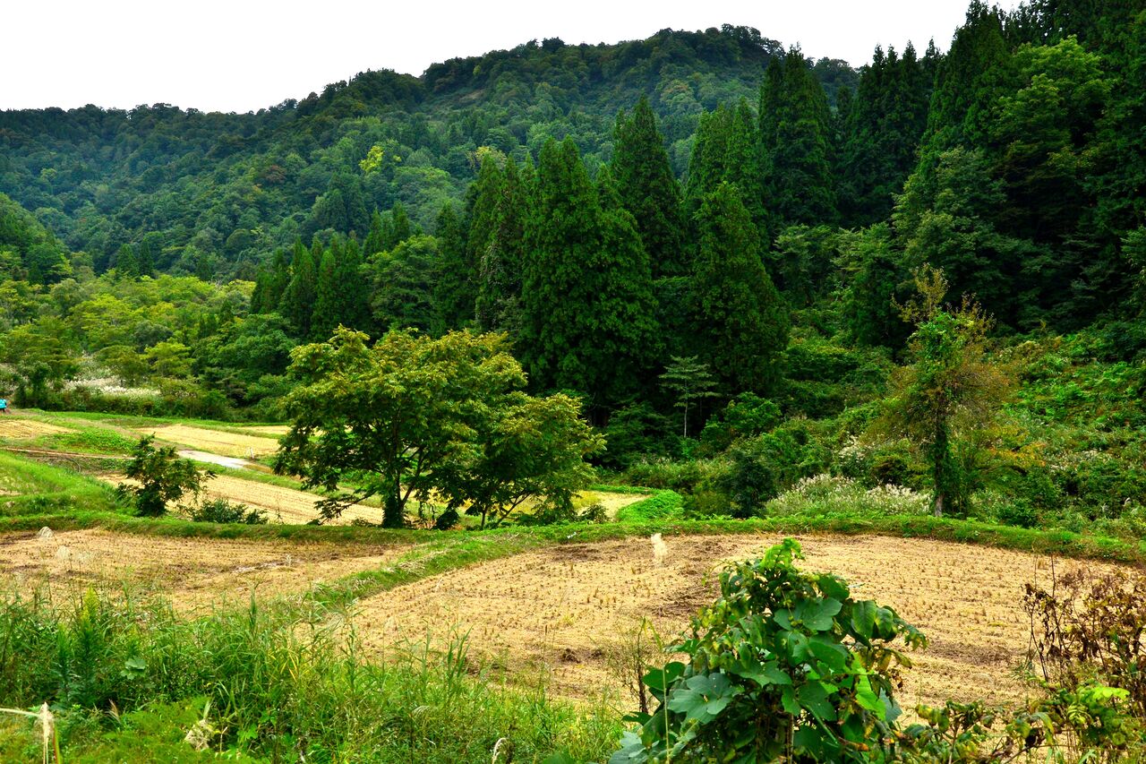 ふるさとの風景・・・棚田の里 : 故郷
