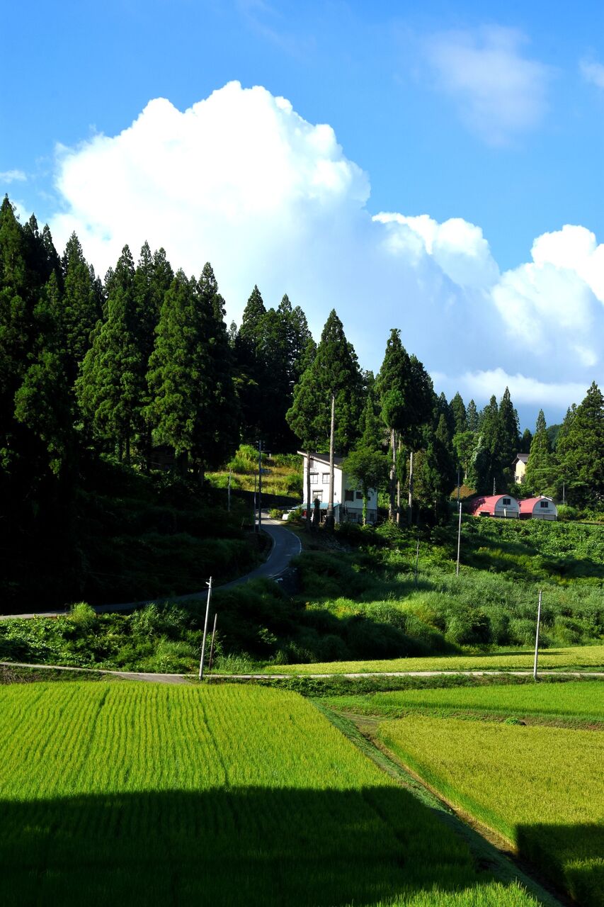 ふるさとの風景・・・棚田の里 : 故郷