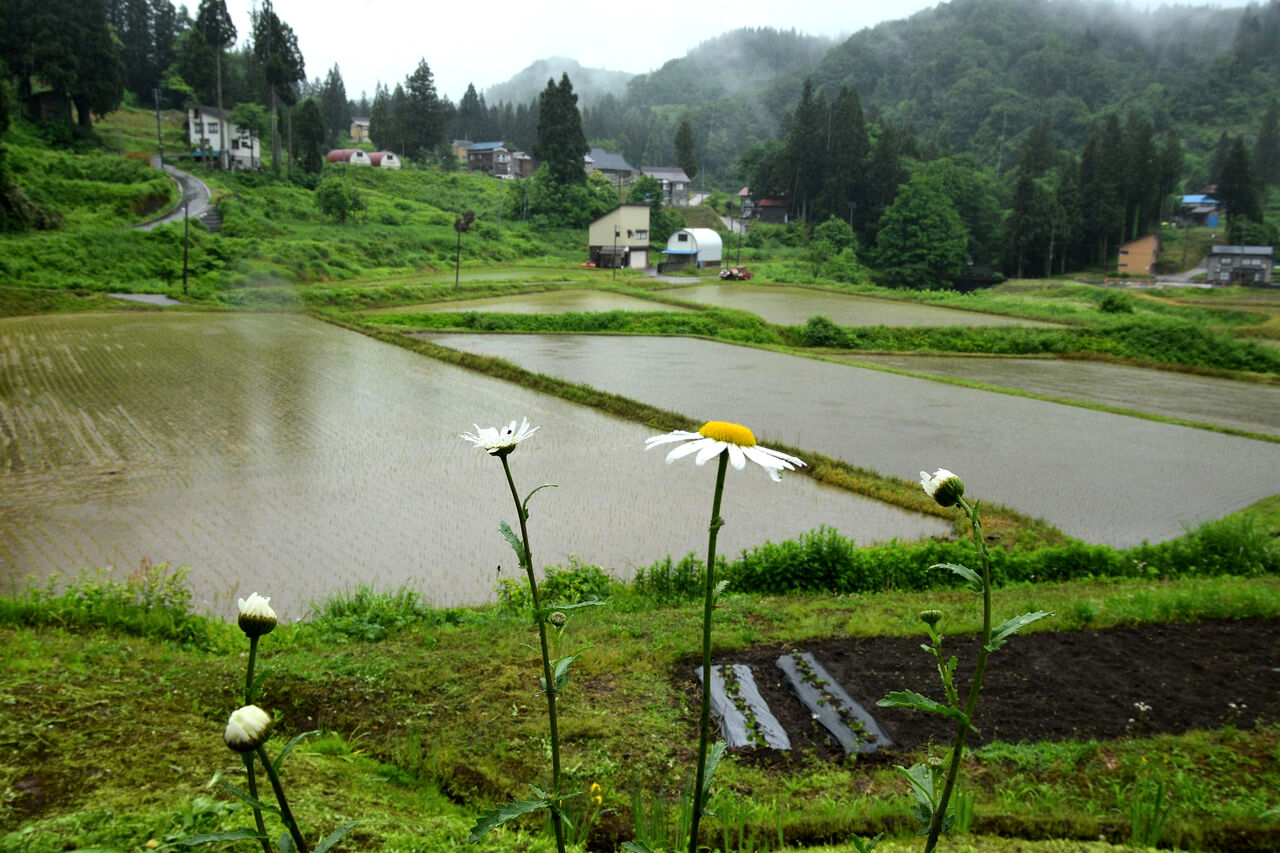 ふるさとの風景・・・棚田の里 : 故郷