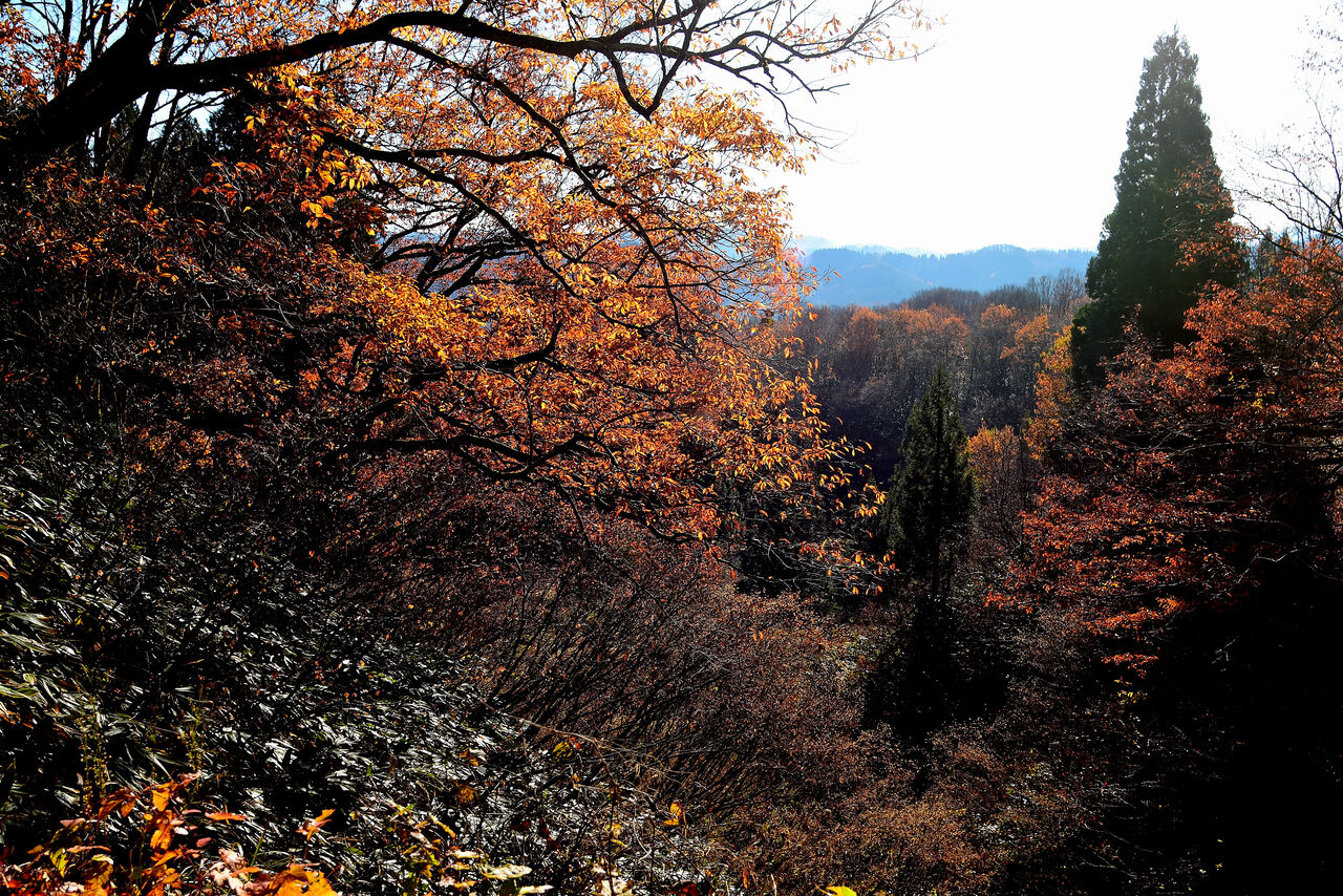 ふるさとの風景・・・棚田の里 : 故郷