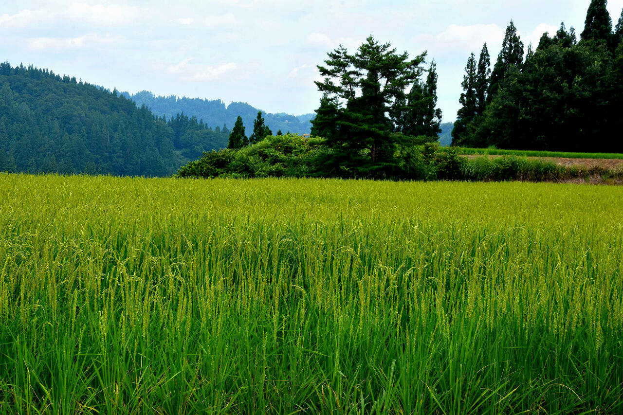 ふるさとの風景・・・棚田の里 : 故郷