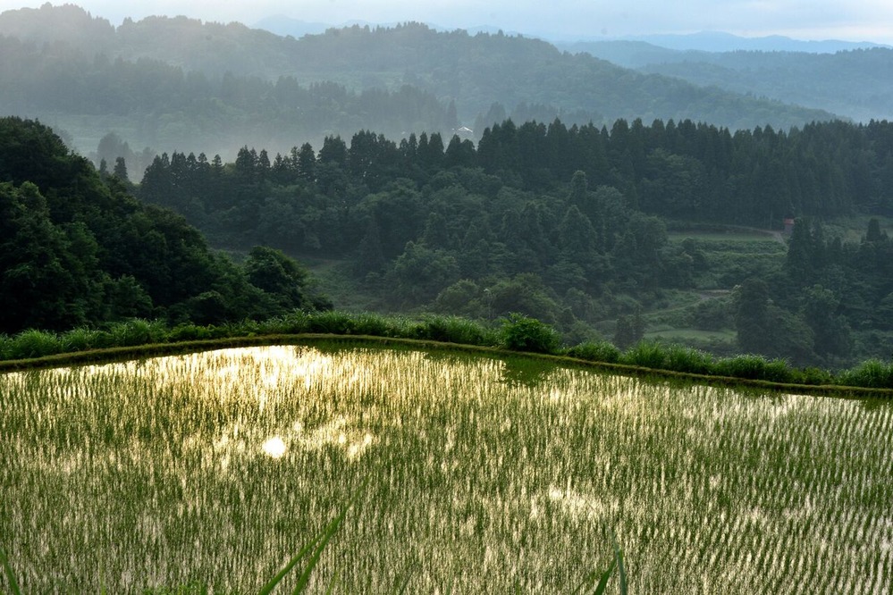 ふるさとの風景・・・棚田の里 : 故郷