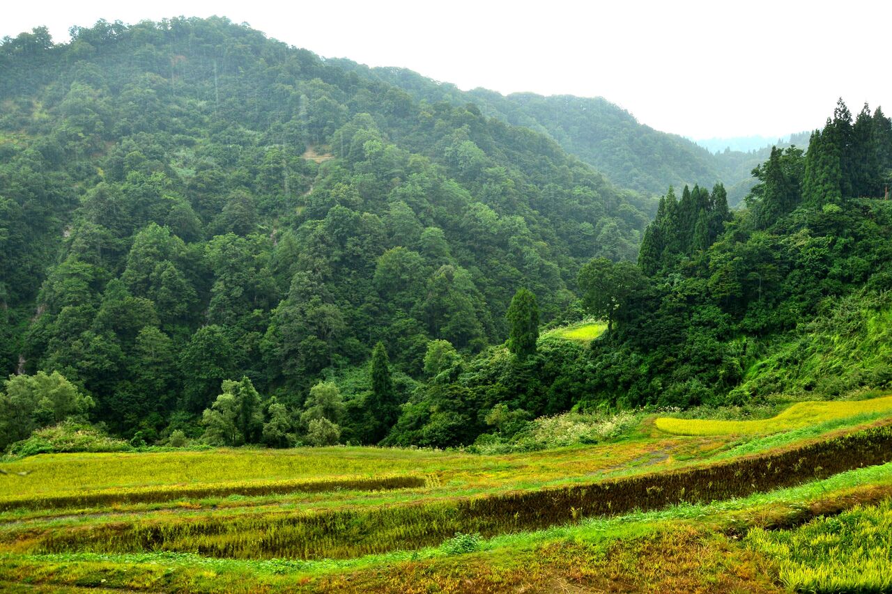 ふるさとの風景・・・棚田の里 : 故郷