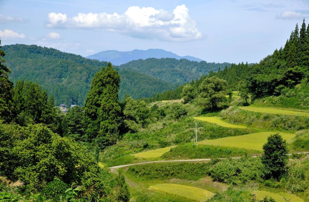 ふるさとの風景・・・棚田の里 : 故郷