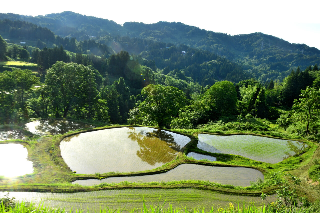 ふるさとの風景・・・棚田の里 : 故郷