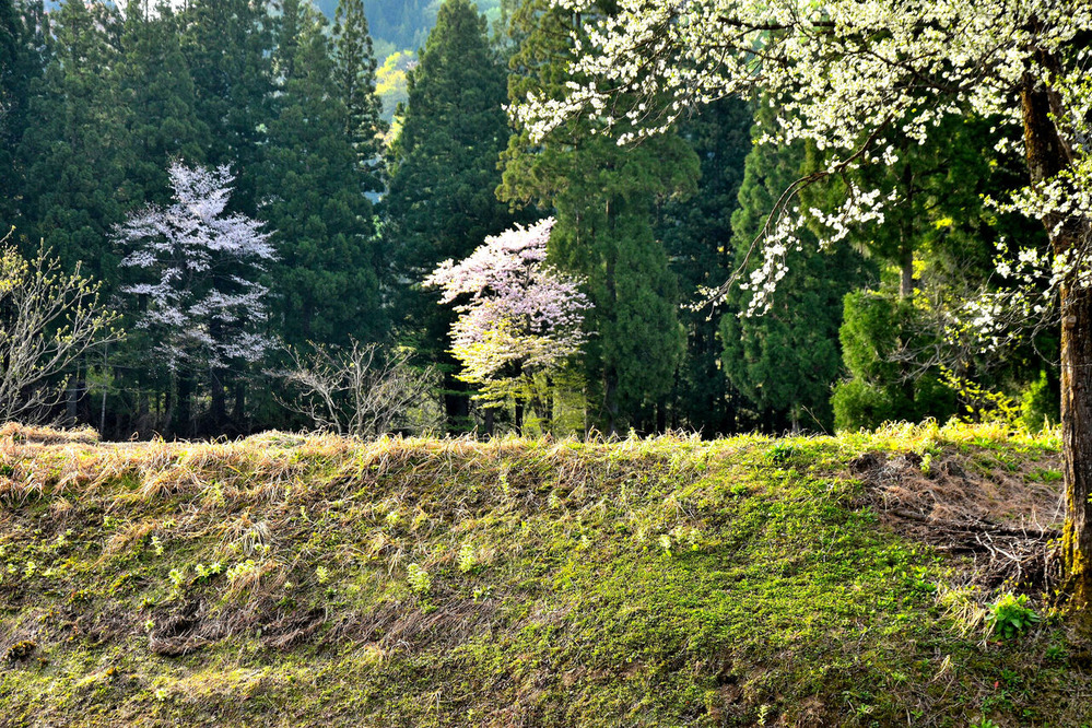 ふるさとの風景・・・棚田の里 : 故郷