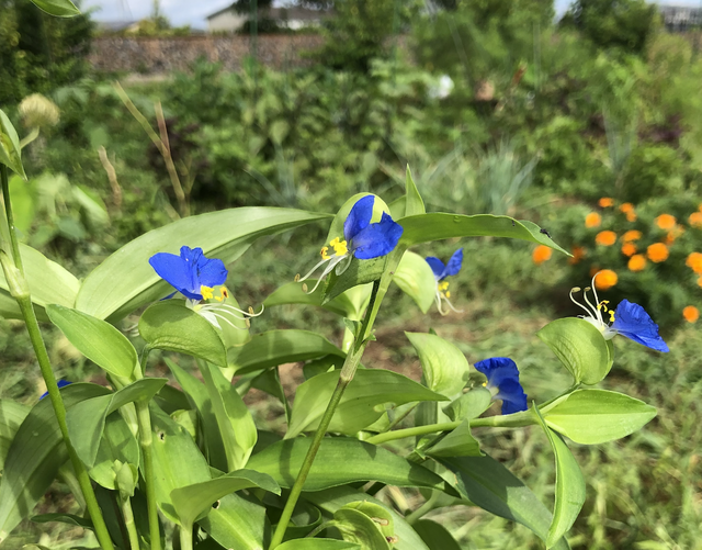 季節の雑草キッチンセミナー5月にも開催します|さとびvol.52 SATOBICOLUMN