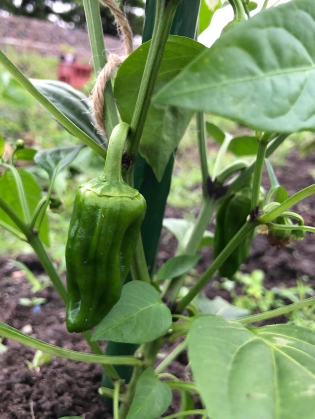 21-0606-ピーマン