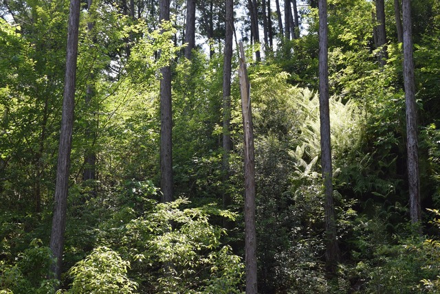 2021.5 大淀町大岩