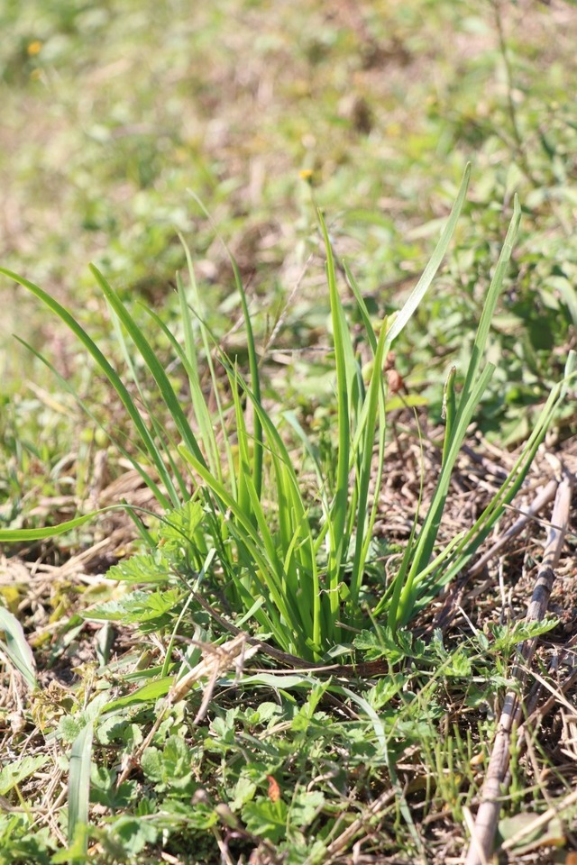 雑草キッチンフィールド_221108_21