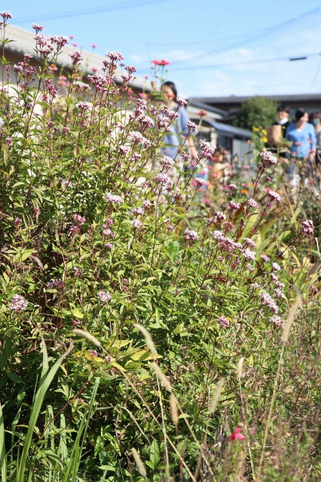 雑草キッチンフィールド_221108_9