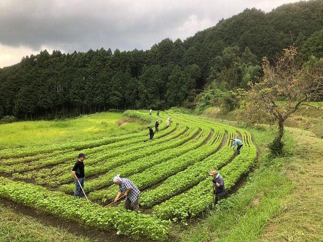 そばチャレンジ畑青々
