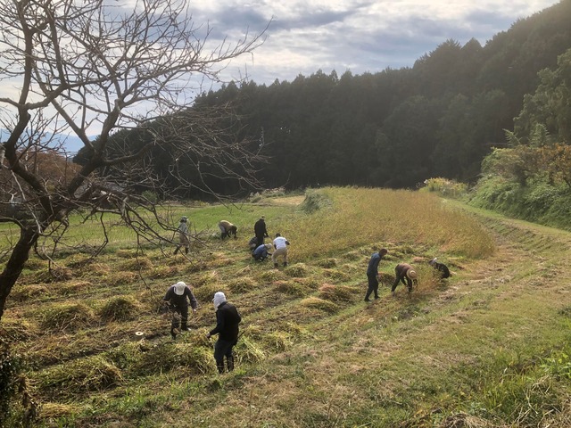 そばチャレンジ畑