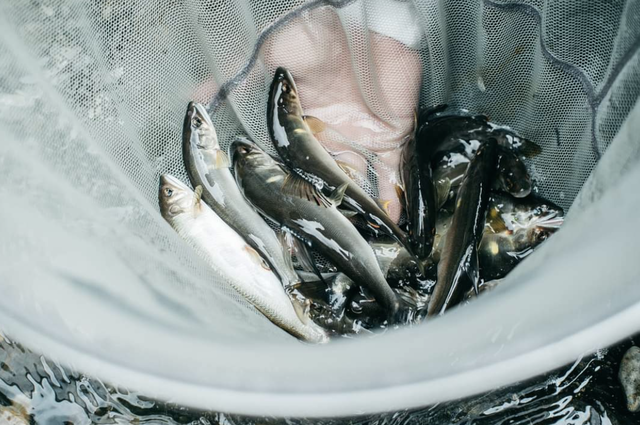 vol.52北さんあゆ2