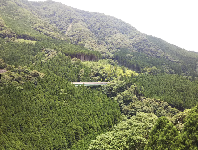 森林