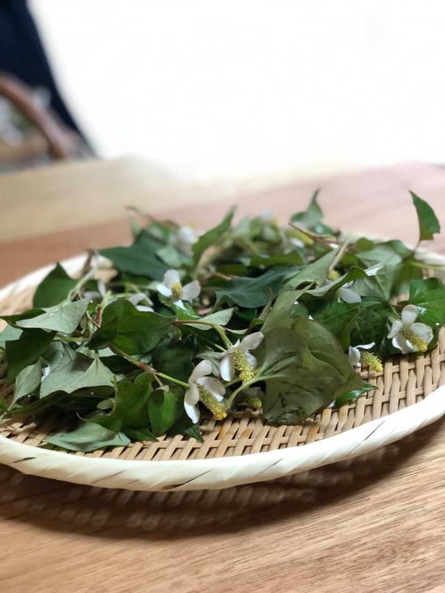 21-0606-どくだみ