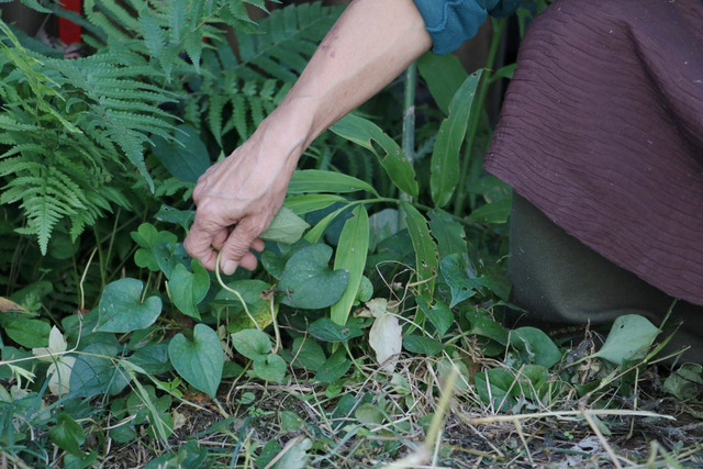 雑草キッチンフィールド_221108_5