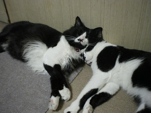 レス紹介 汚い猫を見つけたので虐待することにした うろぶろ