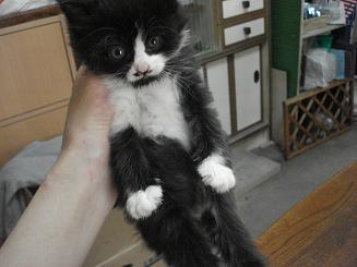 レス紹介 汚い猫を見つけたので虐待することにした うろぶろ