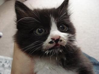 レス紹介 汚い猫を見つけたので虐待することにした うろぶろ