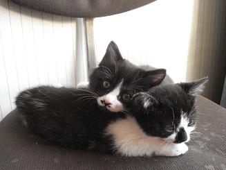 レス紹介 汚い猫を見つけたので虐待することにした うろぶろ