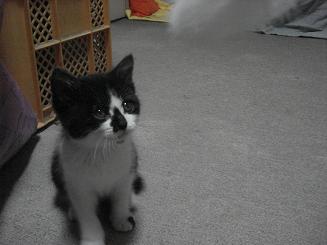 レス紹介 汚い猫を見つけたので虐待することにした うろぶろ